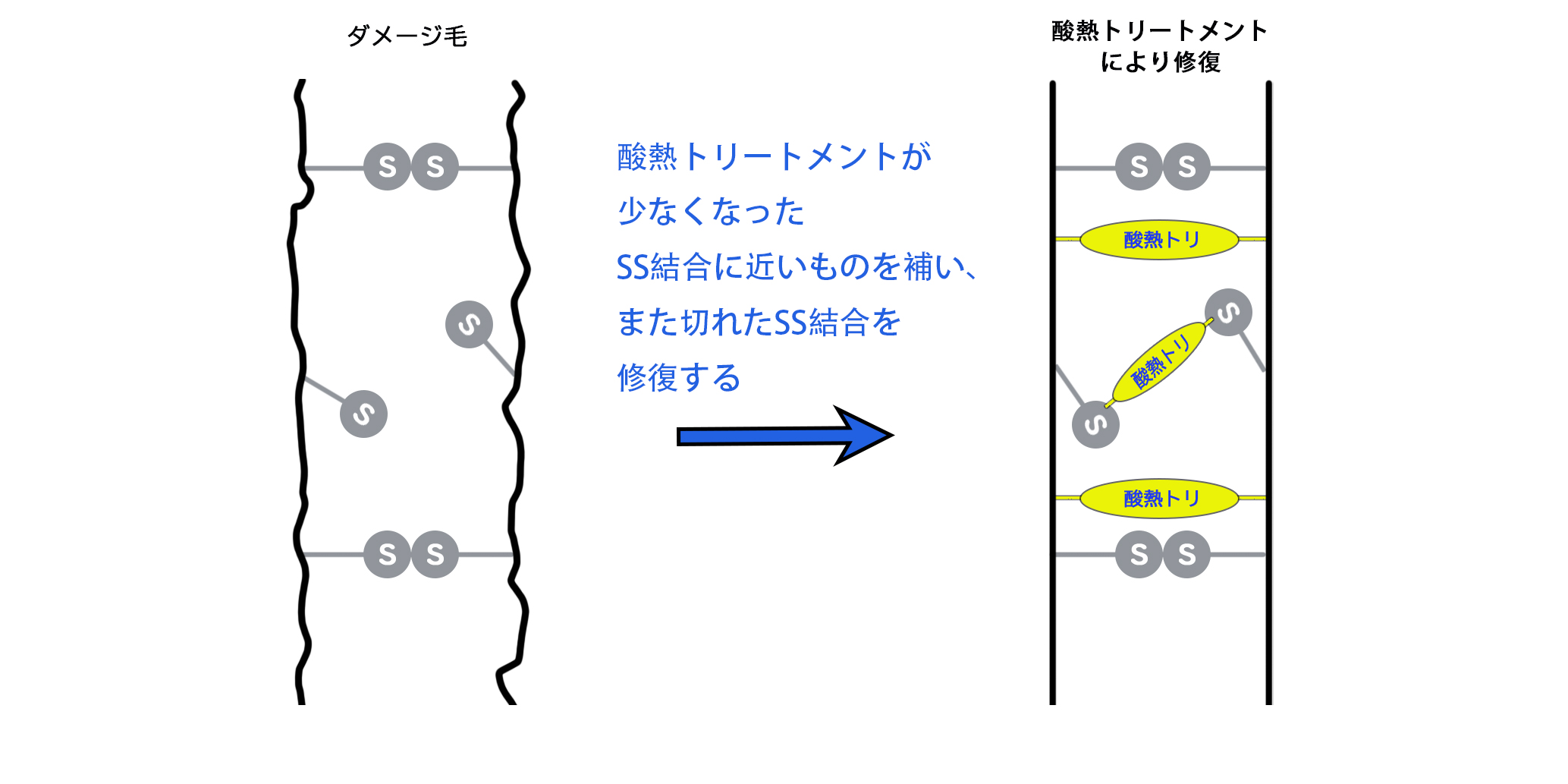 酸熱トリートメントのダメージ補修の仕組み